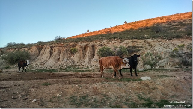 cattle Mina Rd Yarnell Arizona