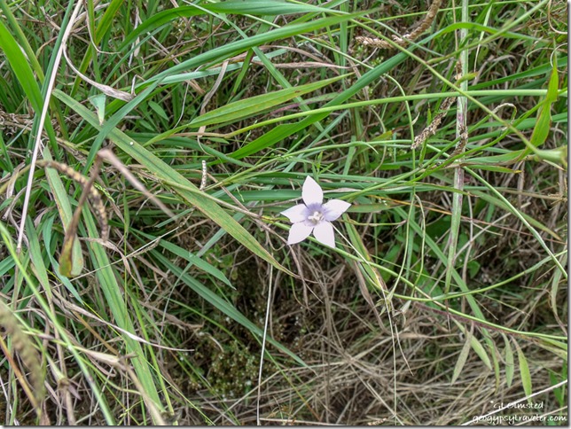 unidentified White flower Sterkspruit Falls trail Drakensburg KwaZulu-Natal South Africa