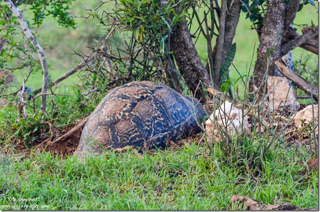 Tortoise Addo Elephant National Park South Africa