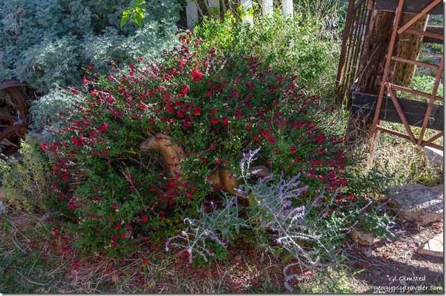 red & lavendar flowers Sage Yarnell Arizona