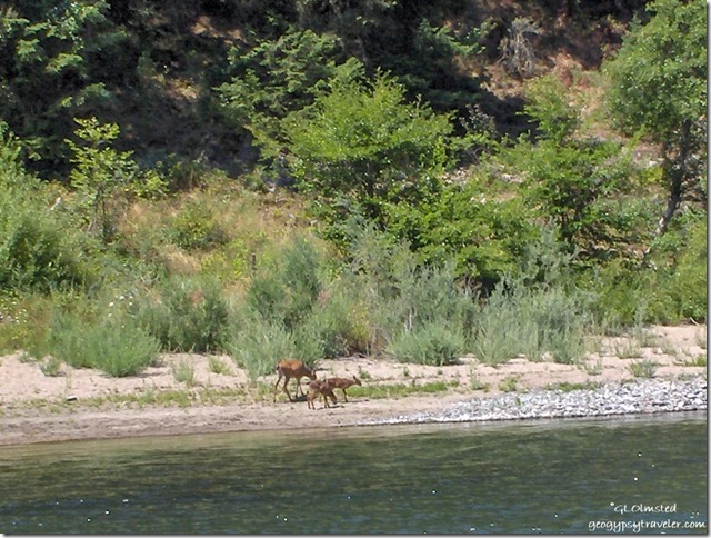 Deer along Rogue River Oregon
