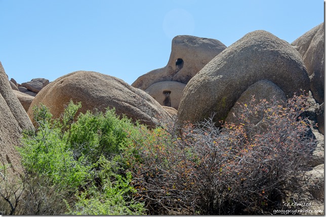 Holes in boulders Geology walk Joshua Tree National Park California