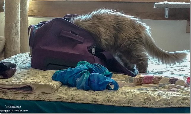 Sierra cat in suitcase Yarnell Arizona