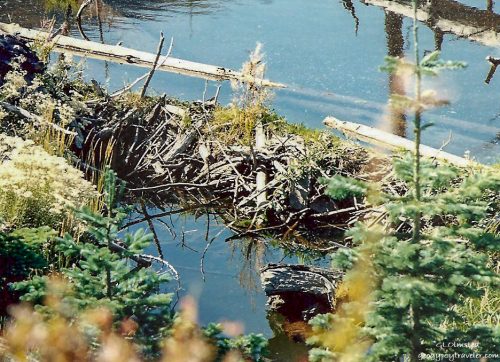 Beaver dam along Meta Lake trail FS99 Mount Saint Helens National Volcanic Monument Washington Summer 1992