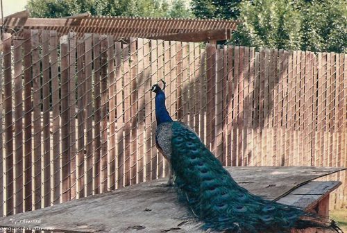 Petie Peacock California Living Museum Bakersfield California 06-1989