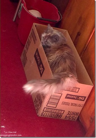 Sierra cat in box Yarnell Arizona