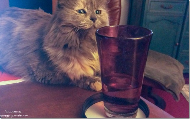Sierra cat watches water glass Yarnell Arizona