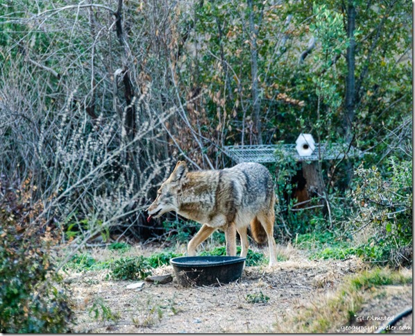 Coyote in yard Yarnell Arizona