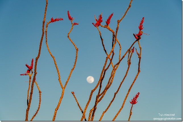 red flowers Ocotillo moon Kofa National Wildlife Refuge Arizona