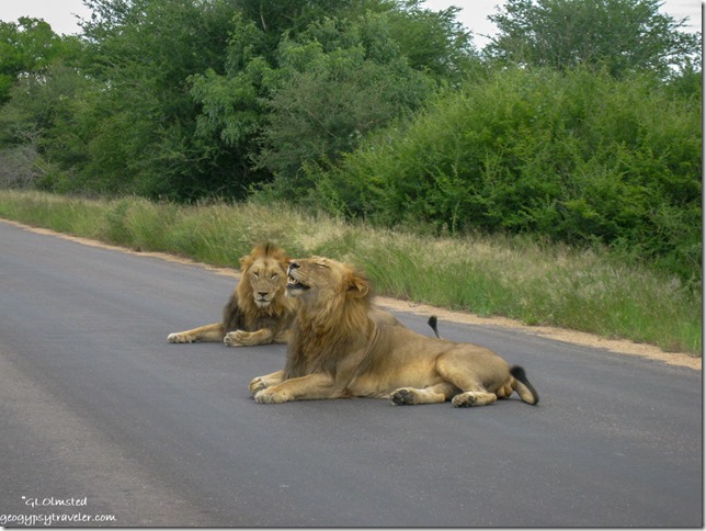 Male lions Kruger National Park Mpumalanga South Africa