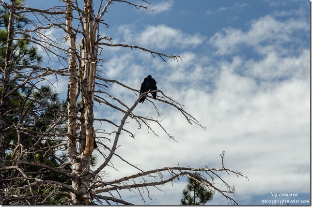 Ravens Vista Encantada Walhalla Plateau North Rim Grand Canyon National Park Arizona