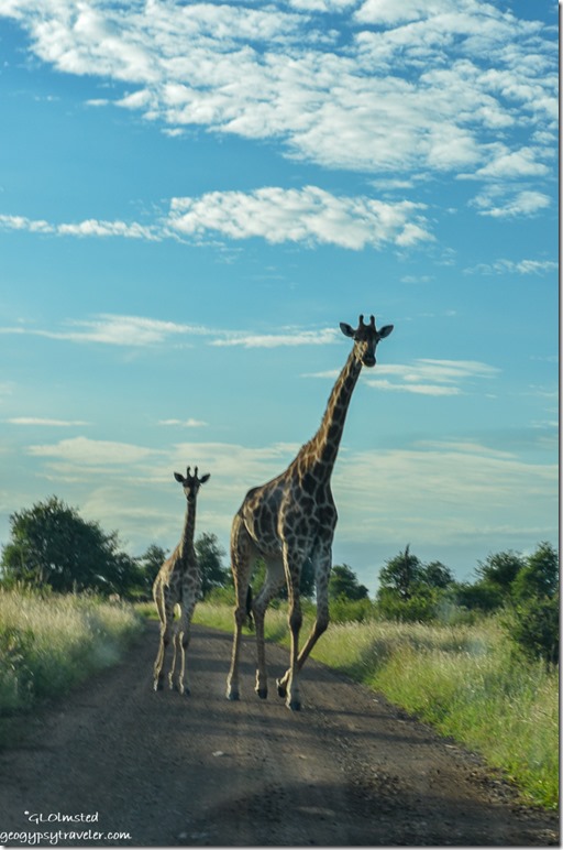 04 DSC_4000lerw Giraffe Kruger NP SA fff300-1