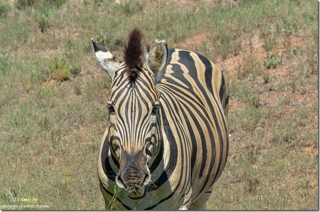Zebra from underground bird hide Addo Elephant National Park South Africa