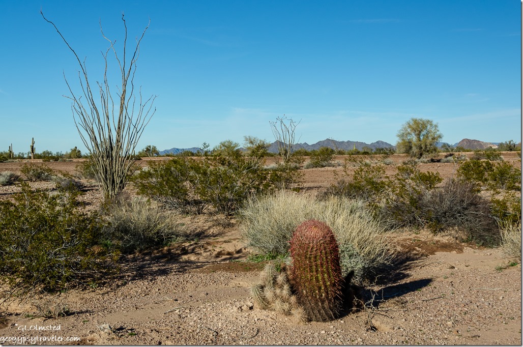 cactus ocotillo Sonoran Desert Palm Canyon Road Kofa National Wildlife Refuge Arizona