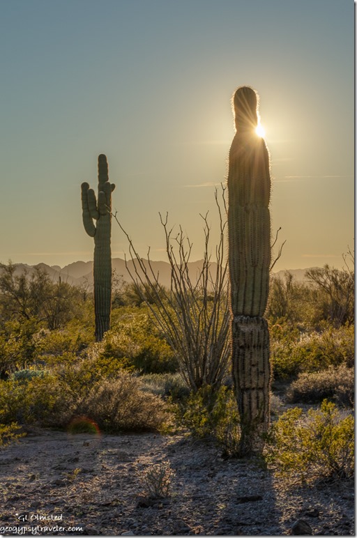 saguaros Sonoran Desert sunset Palm Canyon Road Kofa National Wildlife Refuge Arizona