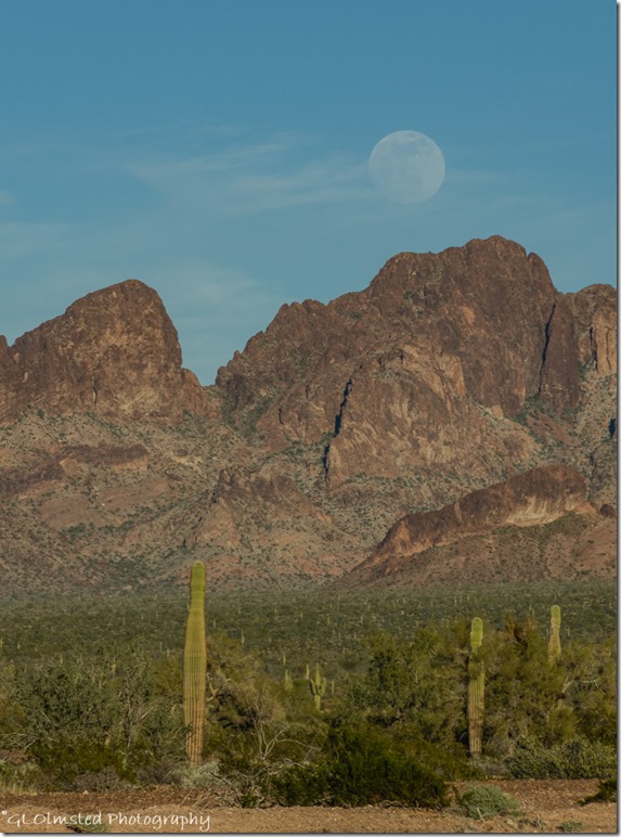 saguaro Sonoran Desert Kofa Mountains moon rise Palm Canyon Road Kofa National Wildlife Refuge Arizona