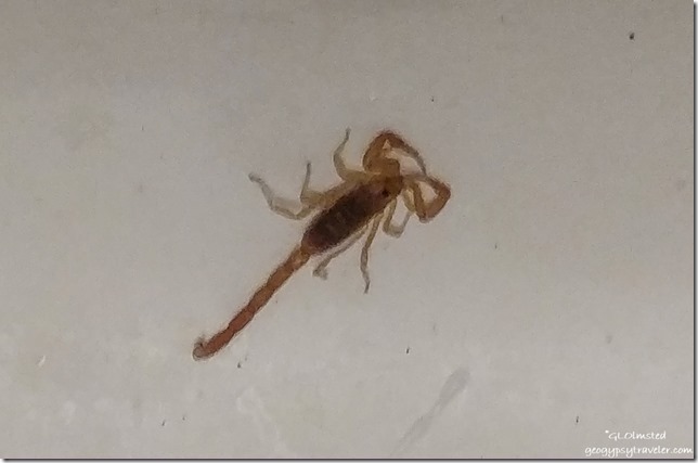 scorpion in kitchen sink Yarnell Arizona