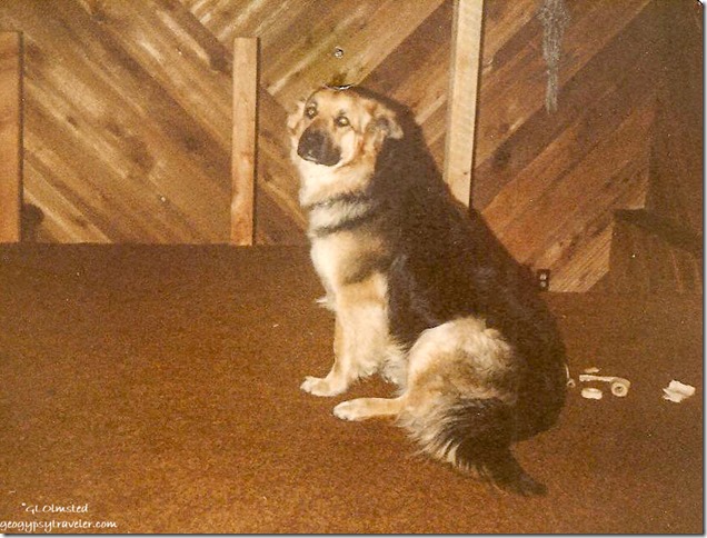 Denali dog in Tonasket Washington mid-1980s
