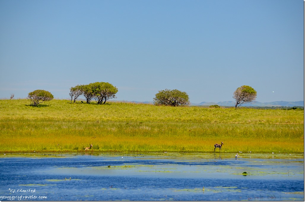 Duiker from Mfazana bird hide Cape Vidal iSimangaliso Wetland Park South Africa