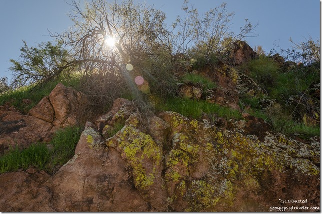 lichen rock tree sun SR60 Morristown Arizona