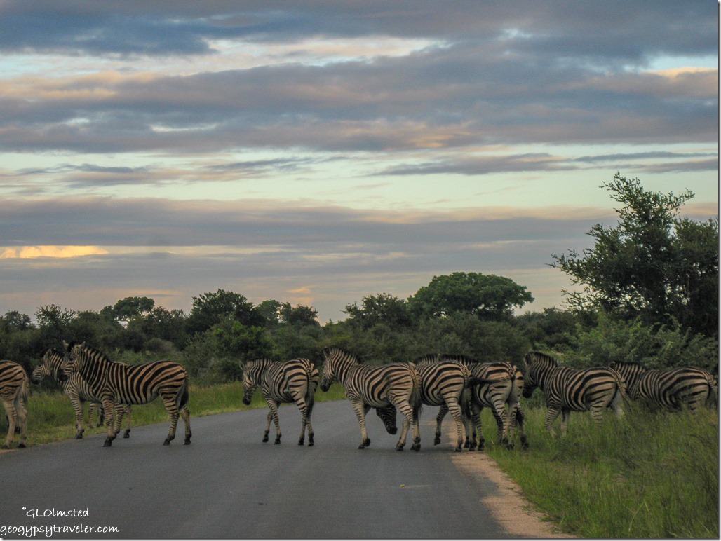 Zebras sunset Kruger National Park Mpumalanga South Africa