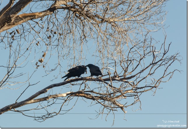courting Raven pair Cottonwood tree Yarnell Arizona