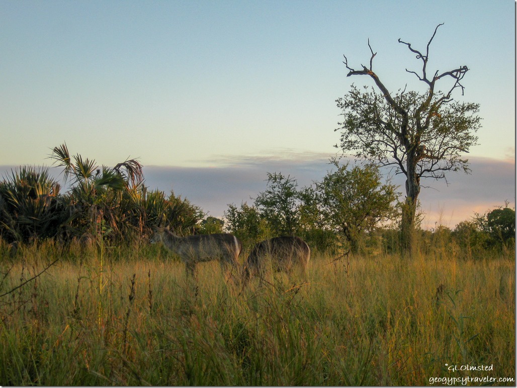 Waterbucks sunrise Kruger National Park Mpumalanga South Africa