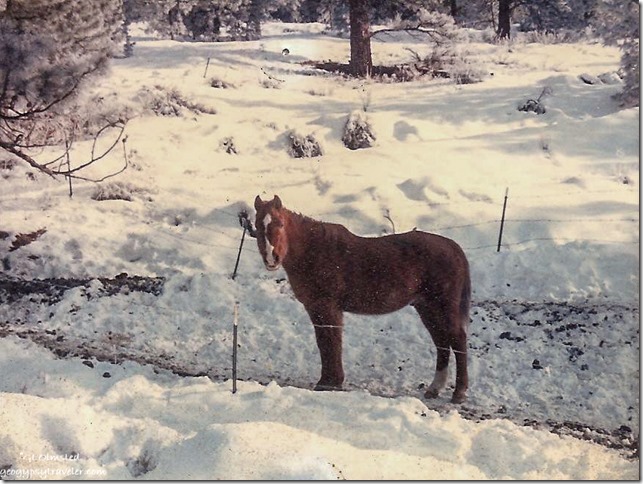 Aces horse in Wentatchee Washington 1987