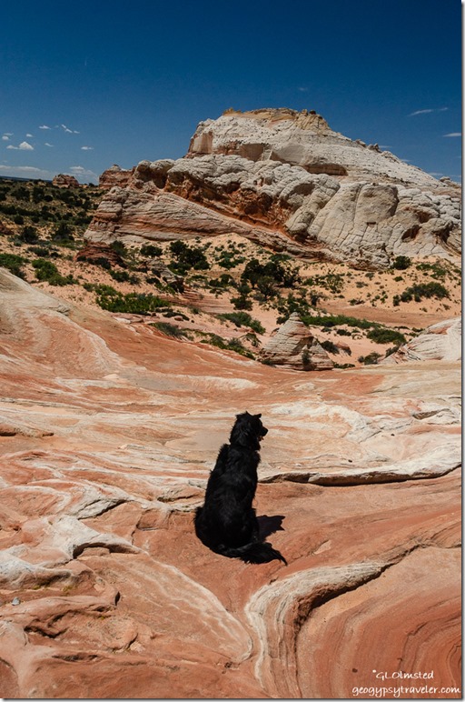 Sasha dog White Pocket Vermilion Cliffs National Monument Arizona