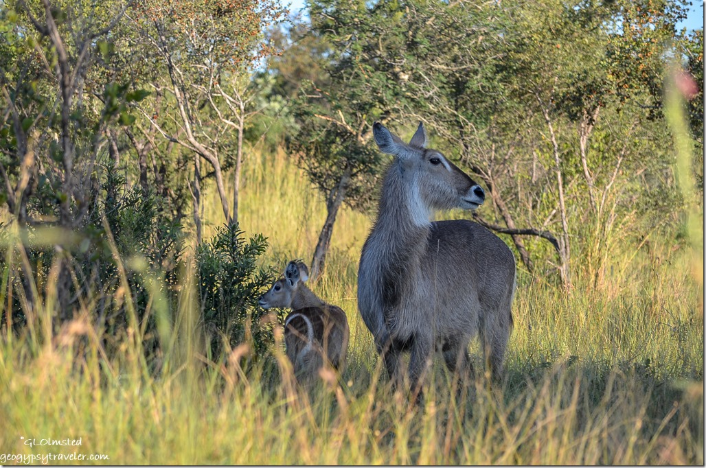 Waterbucks Kruger National Park South Africa