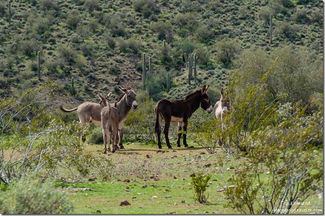 burros Cow Creek Road Lake Pleasant Regional Park Arizona
