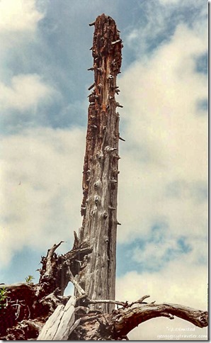 standing dead tree Harmony Trail Mount Saint Helens National Volcanic Monument Washington summer 1992