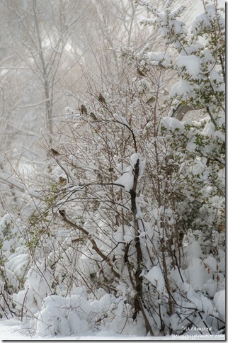 birds in snowy tree Yarnell Arizona