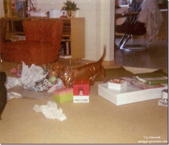 Adolph dog Christmas Downers Grove Illinois 12-1970