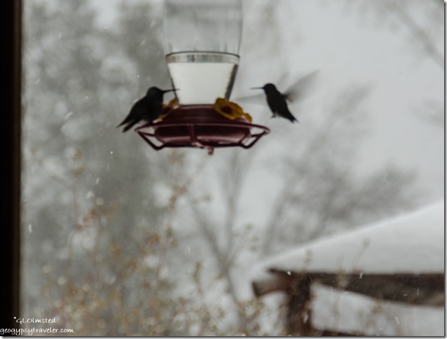 hummingbirds & feeder snow Yarnell Arizona