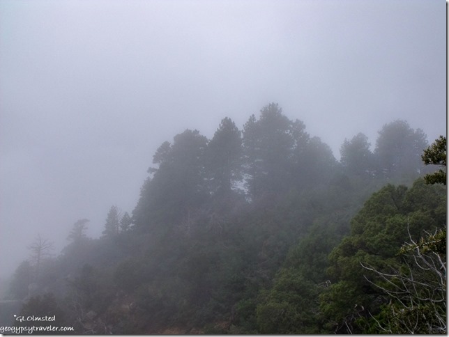 Foggy view of trees at Point Imperial North Rim Grand Canyon National Park Arizona