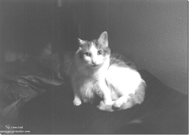 Boney cat Shoreline Seattle Washington 10-1989