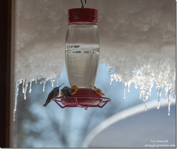 Anna's Hummingbird on feeder icicles Yarnell Arizona