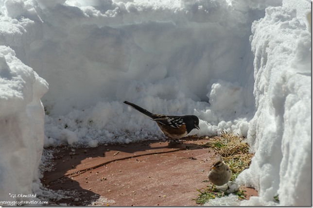 Towhee & sparrow birds snow front stoop Yarnell Arizona