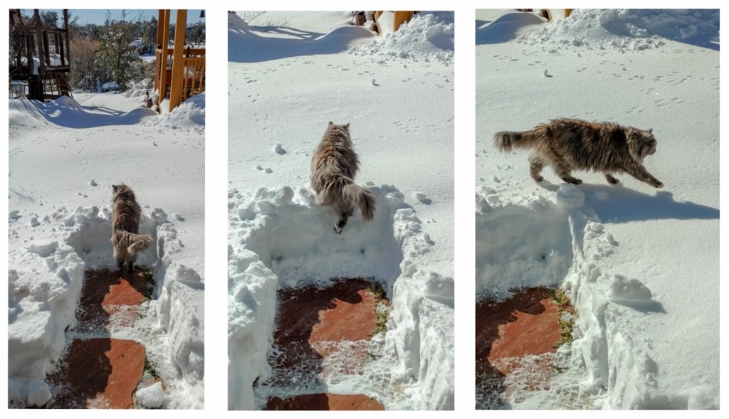 Sierra cat on snow Yarnell Arizona