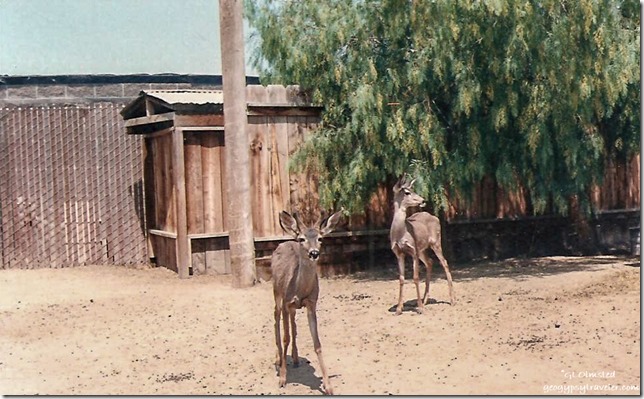 Buck & Doe Mule Deer California Living Museum Bakersfield California 06-1989