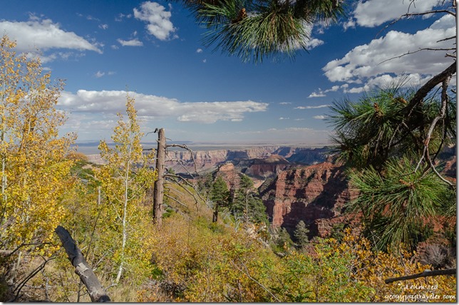 Fall aspen & canyon view Ken Patrick trail North Rim Grand Canyon National Park Arizona