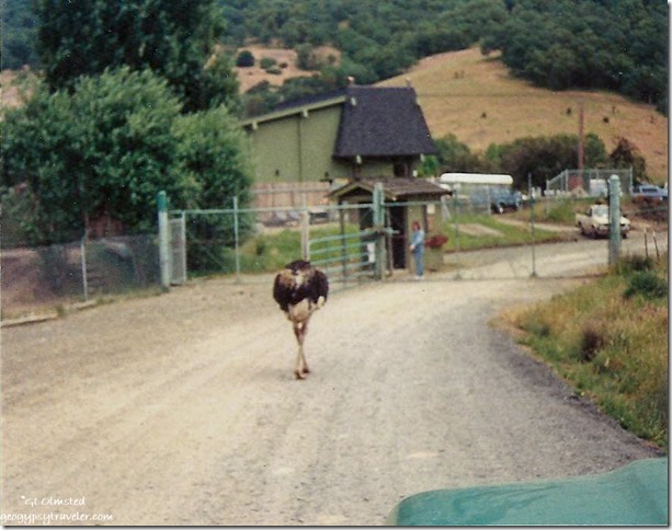 Ostrich Winston Wildlife Safari Oregon 08-1988