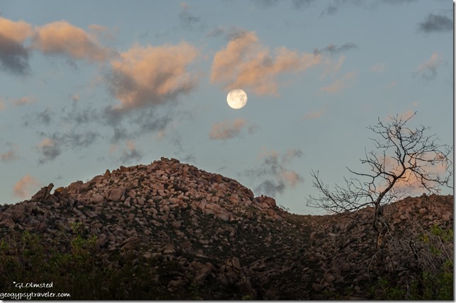 tree Weaver Mountains moon set sunrise clouds Yarnell Arizona