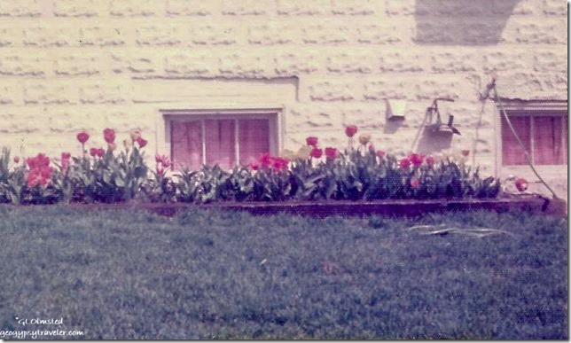 Chiquita's tulips Downers Grove Illinois 04-1975
