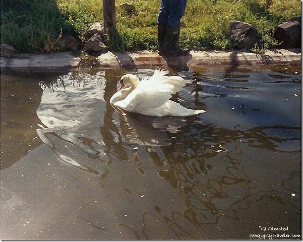 Swan Winston Wildlife Safari Oregon 08-1988