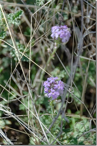 Unidentified purple flower Yarnell Arizona