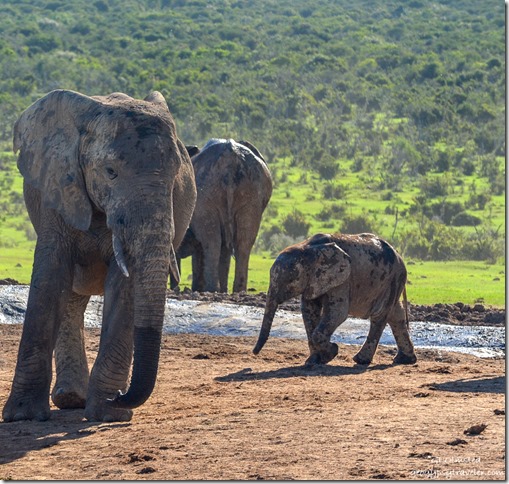 Elephants at the waterhole Addo Elephant National Park South Africa