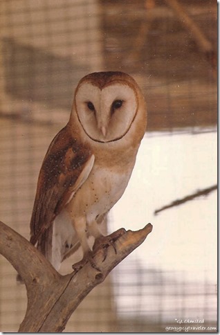 Barn owl California Living Museum Bakersfield California 06-1989