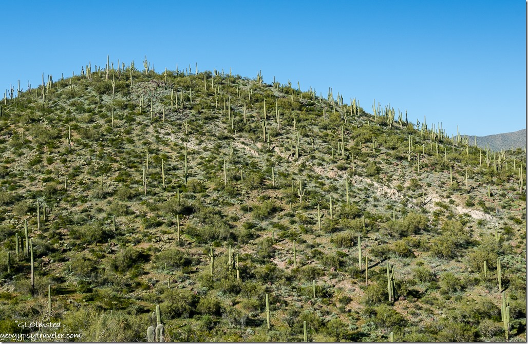 hill saguaros from camp Cow Creek Road BLM Arizona